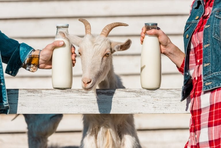 Goat milk – a golden source of nutrients for health